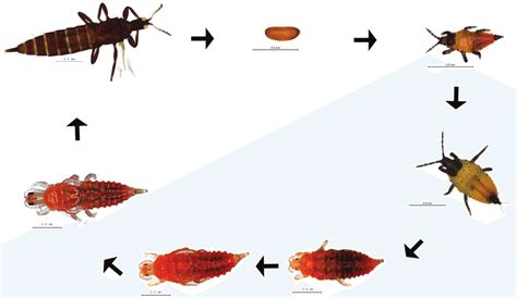Life History Stages Of The Thrips Pseudophilothrips Ichini Reared On