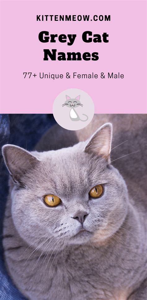 Grey Cat Names 77 Unique And Male And Female Names Kittenmeow