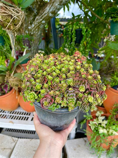 Sedum Tetractinum Coral Reef Rare Succulent Live Plant Plants Gardening