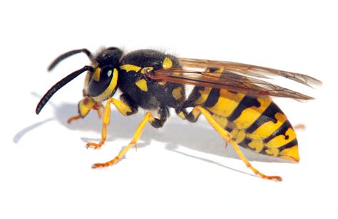 bee eer wasp yeast creates new sours spirited magazine