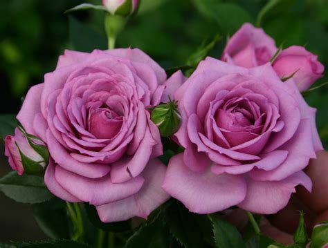 Lavender Veranda® Rose Bush Fragranthardy 4 Pot
