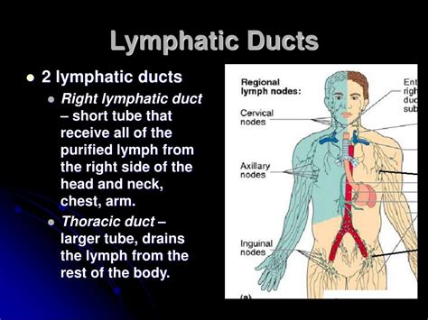 Ppt Lymphatic System Powerpoint Presentation Free Download Id5652219