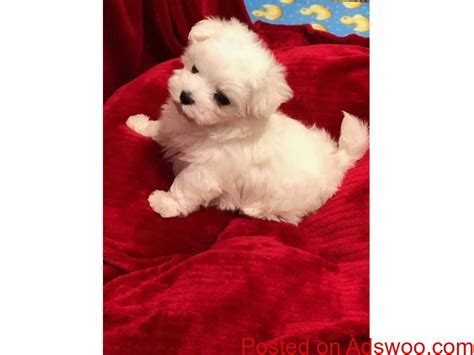 Often depending upon the breeder, you will discover this type for a lot more cash than. Micro Teacup Maltese Puppies for sale - Classified ads ...