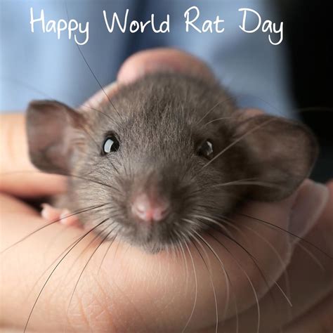 World Rat Day Best Event In The World
