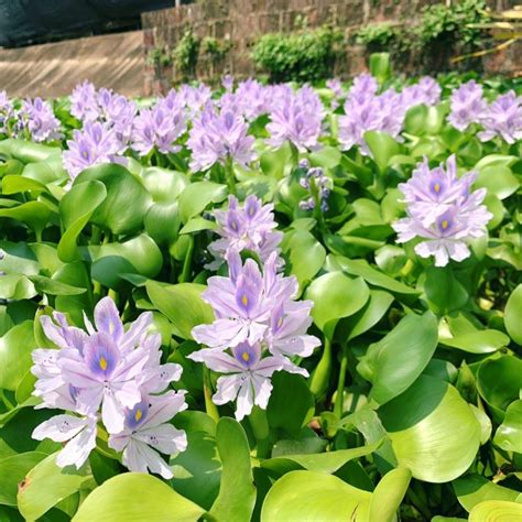 Water Hyacinths Our First Floor