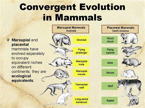 Convergent Evolution Not All Similarity Is Inherited From