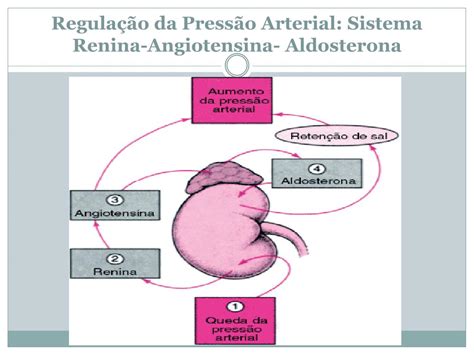 Como O Sistema Renina Angiotensina Aldosterona Regula A Pressão Arterial