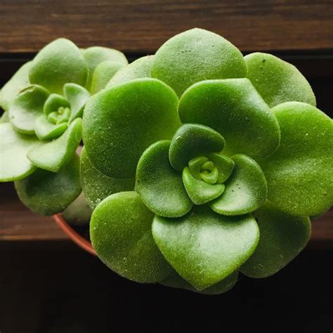 Aeonium Lily Pad Care Propagation And Everything You Need To Know
