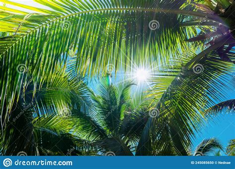 Coconut Palm Tree With Blue Sky Stock Photo Image Of Relax Beautiful