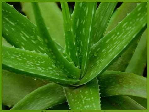 Lidah buaya (aloe vera) adalah spesies tumbuhan dengan daun berdaging tebal dari genus aloe. Manfaat Khasiat Lidah Buaya Untuk Jerawat Wajah Dan Rambut ...