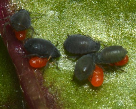 http://influentialpoints.com/Blog/Mites_parasitizing _aphids_and_predatory_mites_mid-winter_2015.htm