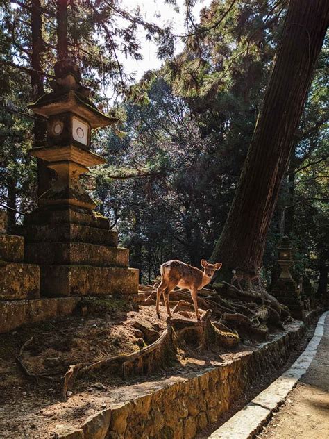 Nara Day Trip Itinerary The Magical Deer City Of Japan The Portable Wife