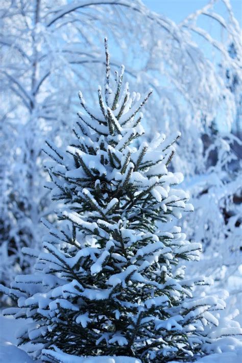 Fir Tree In Winter Forest Stock Photo Image Of Freeze 22841982