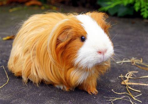 386 Best Images About Guinea Pigs On Pinterest Cavy Rabbit Cages And
