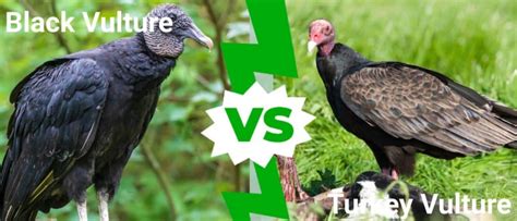 Black Vulture Vs Turkey Vulture The Main Differences Explained Imp World