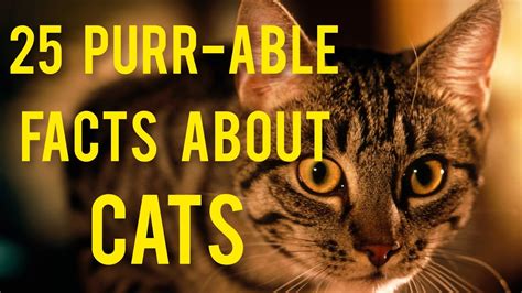 Cats 25 Facts About Cats And Kittens Why Do Cats Get Stuck In Trees