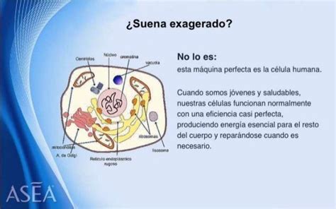 Asea El Milagro De Las MolÉculas De SeÑalizaciÓn Redox