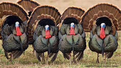 Wild Turkeys Nwf Ranger Rick