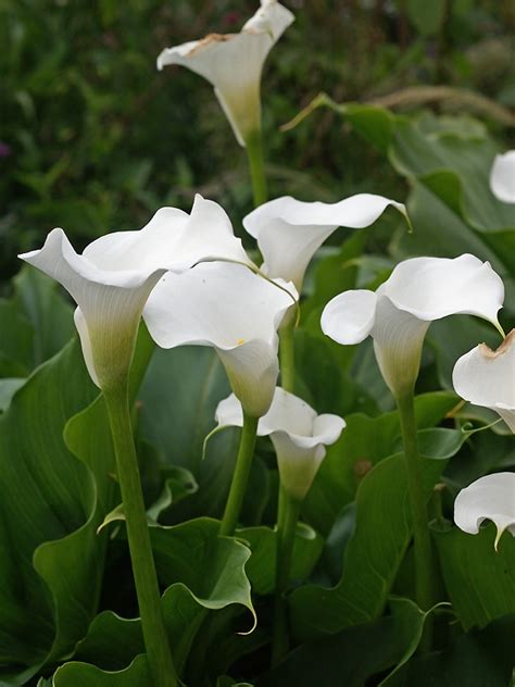 Zantedeschia Aethiopica Crowborough Cotswold Garden Flowers