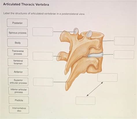 Solved Articulated Thoracic Vertebra Label The Structures Of Chegg Com