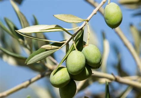 Rivlin Harvests Olives In Jerusalem Israel News Jerusalem Post