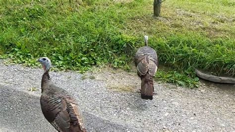 Explore all of the routes from gatlinburg, tn to townsend, tn. Townsend, Cades Cove, Gatlinburg, Sevierville & Pigeon ...