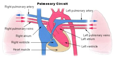 ¿cuál Es La Función Correcta De La Arteria Pulmonar ¿cómo Podemos