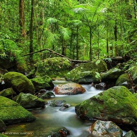 Important Things You Should Know About The Daintree Rainforest