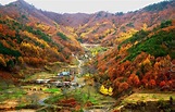 Autumn in Buldanggol Village Yeongdong County North Chungcheong ...