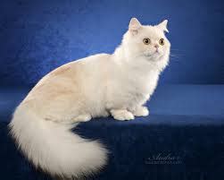 These cats are elegant and sophisticated with a loving and these cats are clean and prefer being clean so the people wanting to have a munchkin cat must be ready to take care of their cleanliness. The Munchkin Cat Persian Mix (The Napoleon or Minuet ...