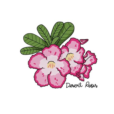 Desert Roses Flower Vector Illustration Stock Vector Illustration Of