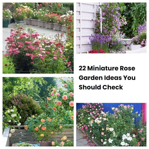 22 Miniature Rose Garden Ideas You Should Check Sharonsable