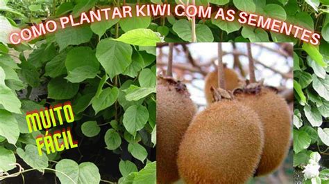 Como Plantar Kiwi Por Sementes YouTube
