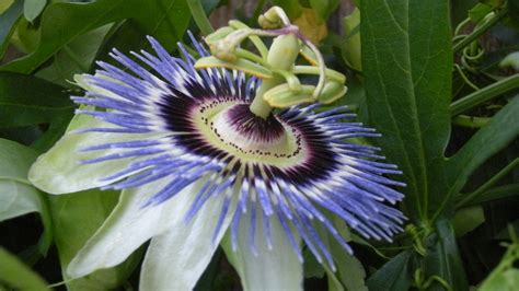 Blue Crown Passion Flower By Shammerschmidt On Deviantart