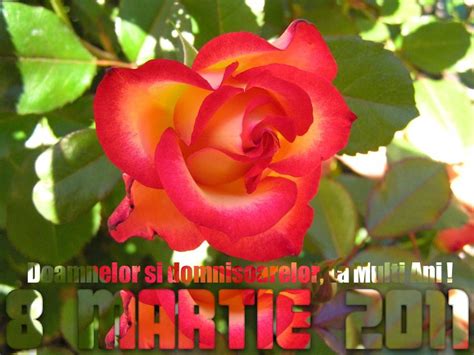 Urari de la politicieni pentru doamnele din romania. Sindicatul Invatamantului Preuniversitar din Romania - sector 5 Bucuresti: 8 MARTIE