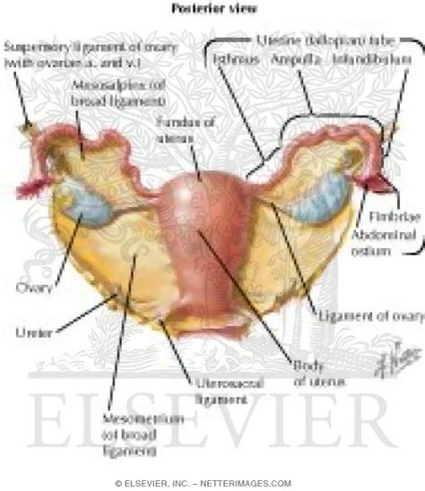 Uterus And Adnexa