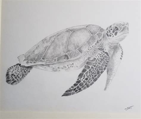 Sea Turtle Drawings Sea Turtle Tattoo Sea Turtle Art Biro Drawing