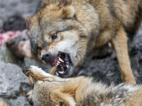 Wolves) refers to the gray wolf, canis lupus. Wolves Fighting Wallpapers - Wallpaper Cave