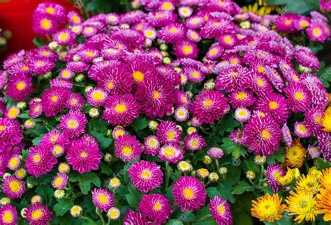 Premium Photo Chrysanthemum Flowerchrysanthemum Purple