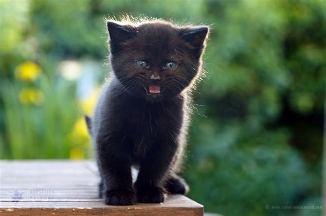 Фото Черный котенок мяукает By Thrumyeye