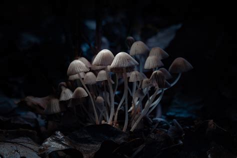 How Magic Mushrooms Can Help You Quit Alcohol The Science Behind It