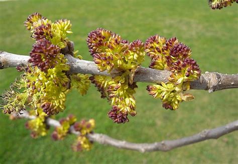 Green Ash Fraxinus Pennsylvanica Lanceolata