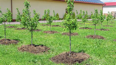How To Grow A Dwarf Fruit Tree Bunnings Australia