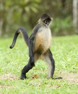Pity oldest monkey cycle life, poor monkey life, nature daily female monkey no power to fighting for food life , monkey real life. Life Cycle - Monkeys