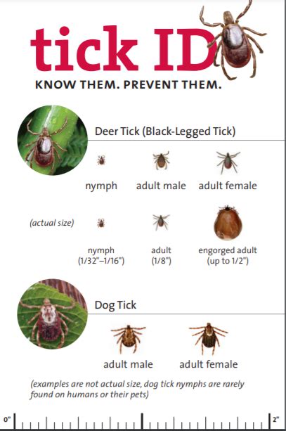 Creature Feature Ticks Maines Most Fearsome Invertebrates Cape