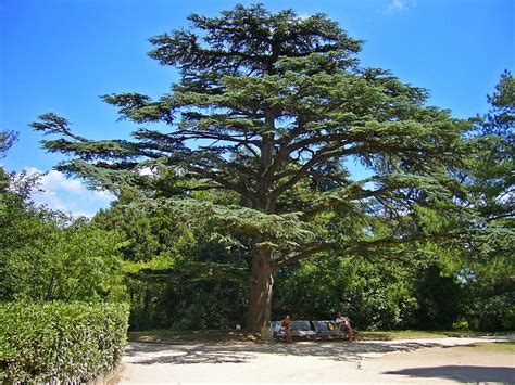 Cedar Tree History And Facts Cedrus Libani Graftingardeners Ltd
