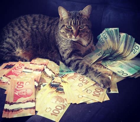 Lolcats Are Just In For The Money Funny Cat Photos Cats Money Cat