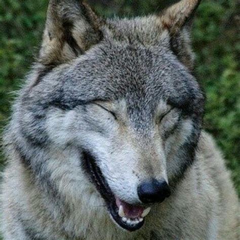 White Wolf 14 Funny Wolf Pictures That Will Put A Smile On Your Face