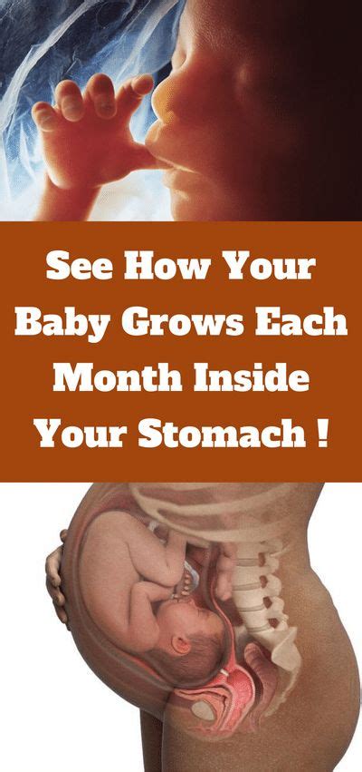 See How Your Baby Grows Each Month Inside Your Stomach Orvosok