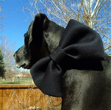Pin On Bellataz Neck Warmers Dog Snoods Led Collars Dog Bows